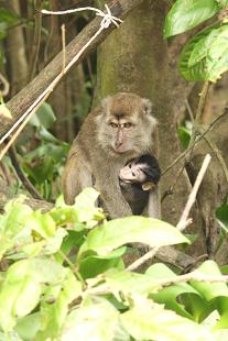 macaque2