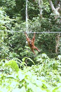 orangutan2