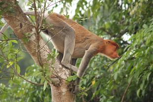 proboscis_monkey2