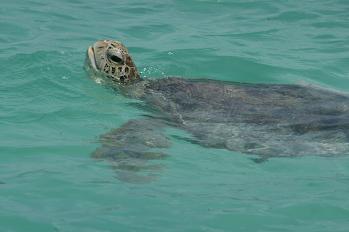 green_turtle1.JPG
