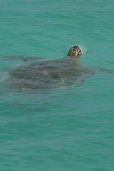 green_turtle2.JPG