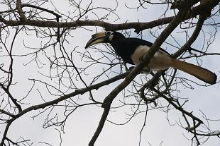 hornbill2.JPG