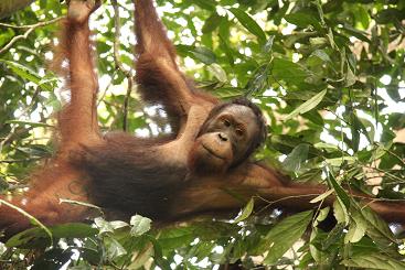 orangutan3.JPG