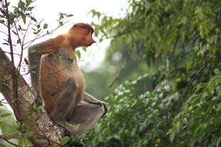 proboscis_monkey3.JPG