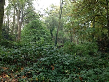 woodland